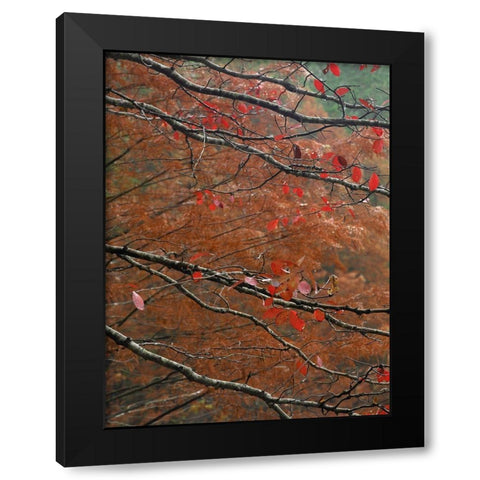 Blackgum in autumn near Milwood Lake Arkansas Black Modern Wood Framed Art Print with Double Matting by Fitzharris, Tim