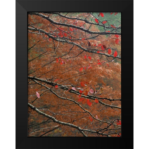 Blackgum in autumn near Milwood Lake Arkansas Black Modern Wood Framed Art Print by Fitzharris, Tim