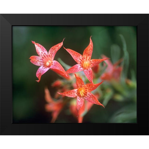 Scarlet Gilia Black Modern Wood Framed Art Print by Fitzharris, Tim