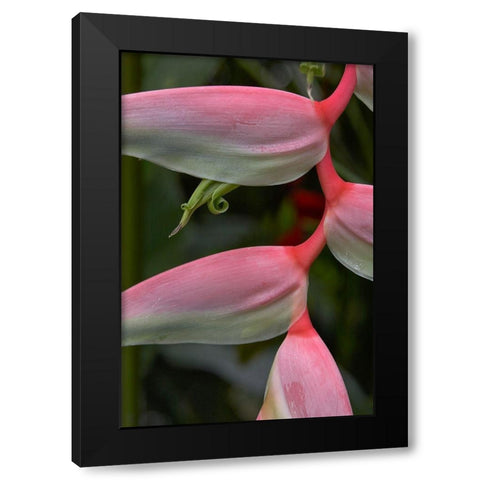 Heleconia I Black Modern Wood Framed Art Print with Double Matting by Fitzharris, Tim