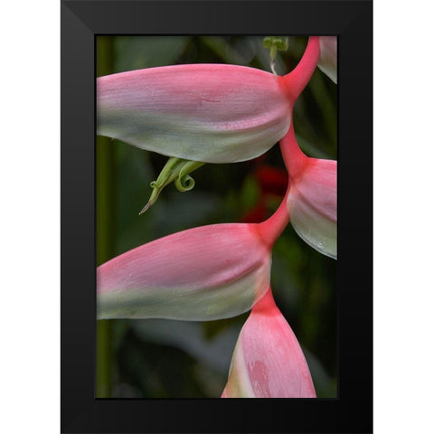 Heleconia I Black Modern Wood Framed Art Print by Fitzharris, Tim