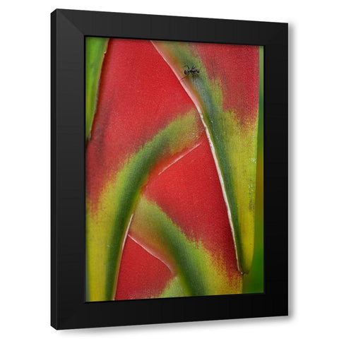 Ant on Heleconia I Black Modern Wood Framed Art Print with Double Matting by Fitzharris, Tim