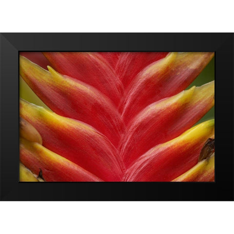 Heleconia II Black Modern Wood Framed Art Print by Fitzharris, Tim