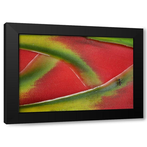 Ant on Heleconia II Black Modern Wood Framed Art Print with Double Matting by Fitzharris, Tim