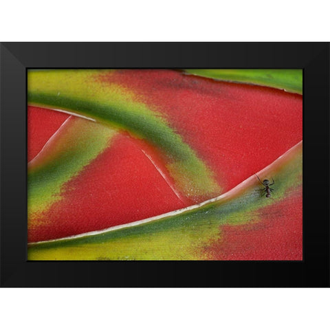 Ant on Heleconia II Black Modern Wood Framed Art Print by Fitzharris, Tim