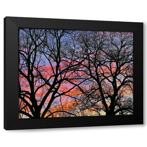 Cottonwood Tree at Sunset Black Modern Wood Framed Art Print with Double Matting by Fitzharris, Tim