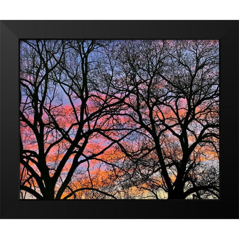 Cottonwood Tree at Sunset Black Modern Wood Framed Art Print by Fitzharris, Tim