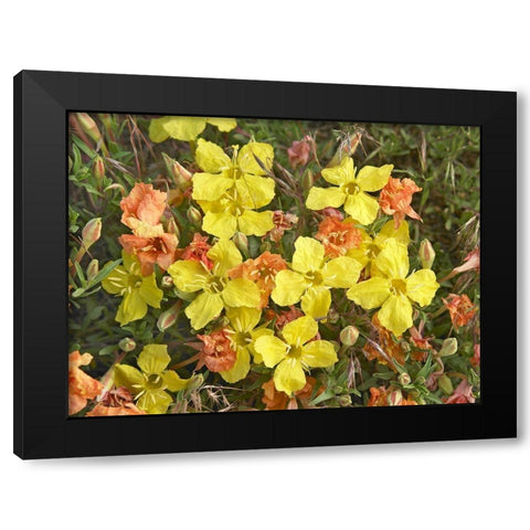 Yellow Evening Primrose Black Modern Wood Framed Art Print with Double Matting by Fitzharris, Tim