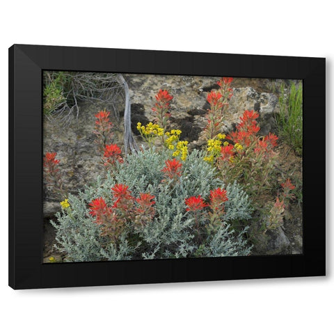 Indian Paintbrush I Black Modern Wood Framed Art Print with Double Matting by Fitzharris, Tim