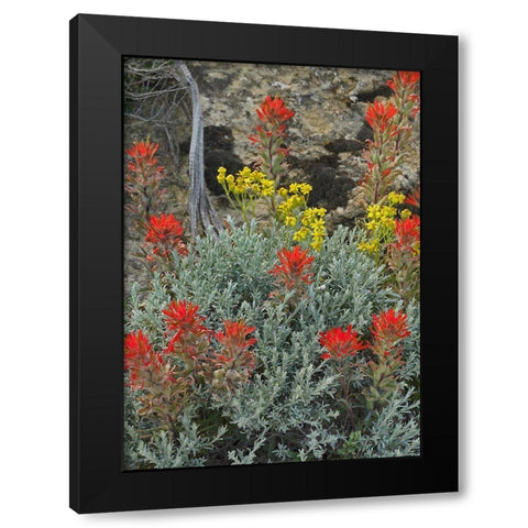 Indian Paintbrush II Black Modern Wood Framed Art Print with Double Matting by Fitzharris, Tim