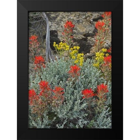 Indian Paintbrush II Black Modern Wood Framed Art Print by Fitzharris, Tim