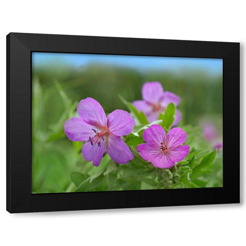 Sticky Geraniums Black Modern Wood Framed Art Print with Double Matting by Fitzharris, Tim