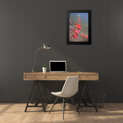 Firecracker Penstemon Black Modern Wood Framed Art Print by Fitzharris, Tim