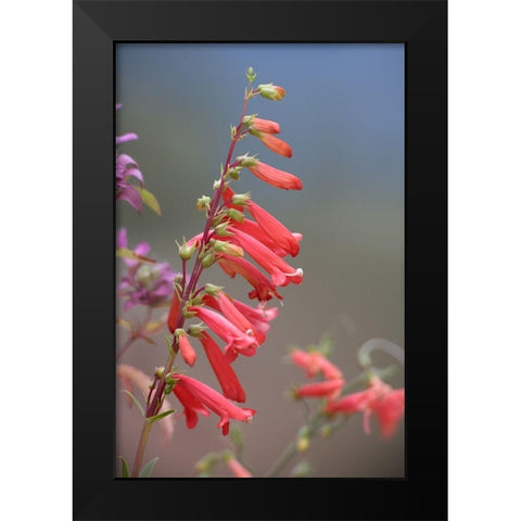 Firecracker Penstemon Black Modern Wood Framed Art Print by Fitzharris, Tim