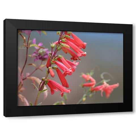 Firecracker Penstemon Black Modern Wood Framed Art Print with Double Matting by Fitzharris, Tim