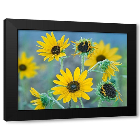 Priarie Sunflowers I Black Modern Wood Framed Art Print with Double Matting by Fitzharris, Tim