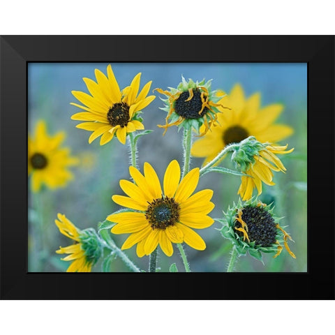 Priarie Sunflowers I Black Modern Wood Framed Art Print by Fitzharris, Tim