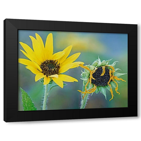 Priarie Sunflowers II Black Modern Wood Framed Art Print with Double Matting by Fitzharris, Tim