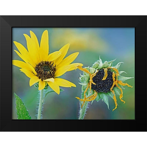 Priarie Sunflowers II Black Modern Wood Framed Art Print by Fitzharris, Tim