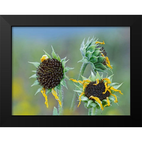 Prairie Sunflowers III  Black Modern Wood Framed Art Print by Fitzharris, Tim