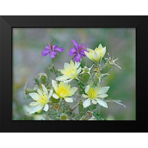 Adonis Blazingstar and wild geranium Black Modern Wood Framed Art Print by Fitzharris, Tim