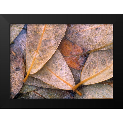 Frozen Willow Leaves Black Modern Wood Framed Art Print by Fitzharris, Tim