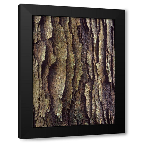 White Oak Bark  Black Modern Wood Framed Art Print with Double Matting by Fitzharris, Tim