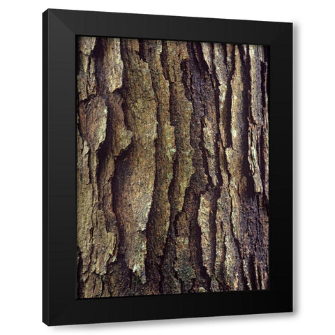 White Oak Bark  Black Modern Wood Framed Art Print by Fitzharris, Tim