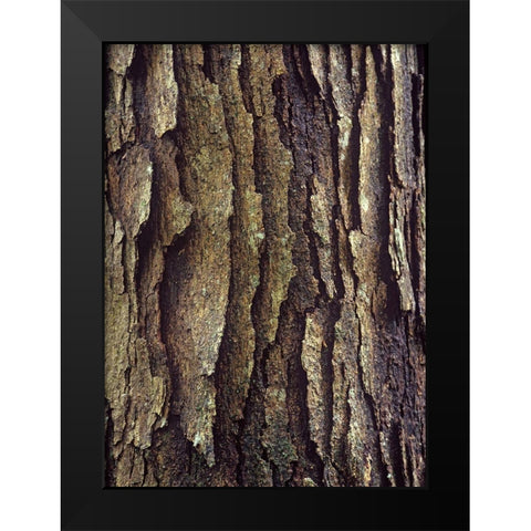 White Oak Bark  Black Modern Wood Framed Art Print by Fitzharris, Tim