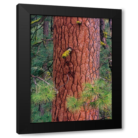 Ponderosa Pien Trunk Black Modern Wood Framed Art Print with Double Matting by Fitzharris, Tim