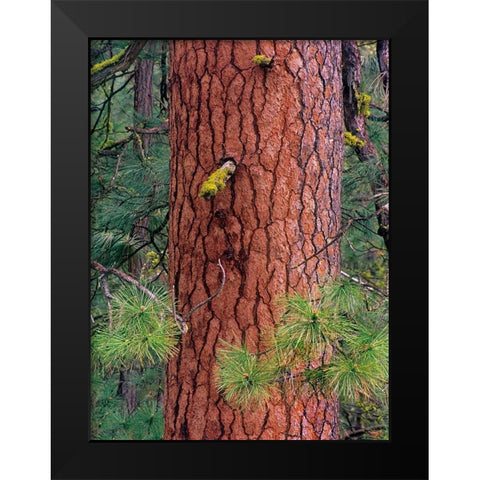 Ponderosa Pien Trunk Black Modern Wood Framed Art Print by Fitzharris, Tim