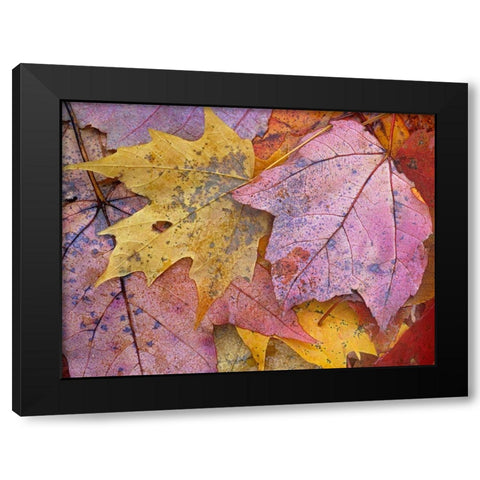 Sugar and Red Maple Leaves Black Modern Wood Framed Art Print with Double Matting by Fitzharris, Tim