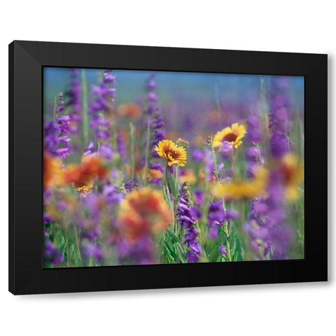 Ailardia and Rocky Mountain Penstemons Black Modern Wood Framed Art Print with Double Matting by Fitzharris, Tim