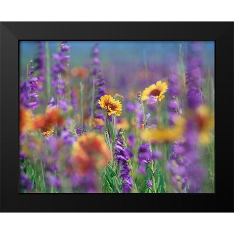 Ailardia and Rocky Mountain Penstemons Black Modern Wood Framed Art Print by Fitzharris, Tim