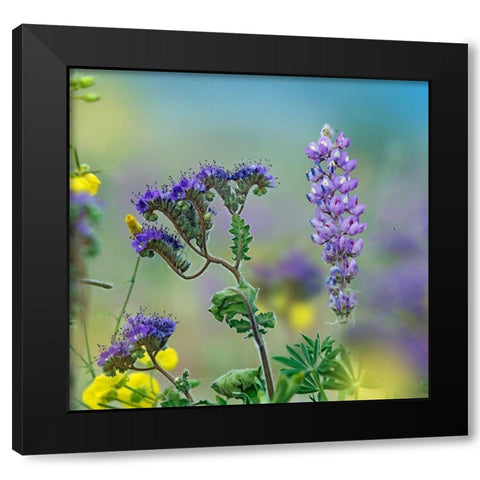 Blue Phacelia and Desert Lupine Black Modern Wood Framed Art Print with Double Matting by Fitzharris, Tim