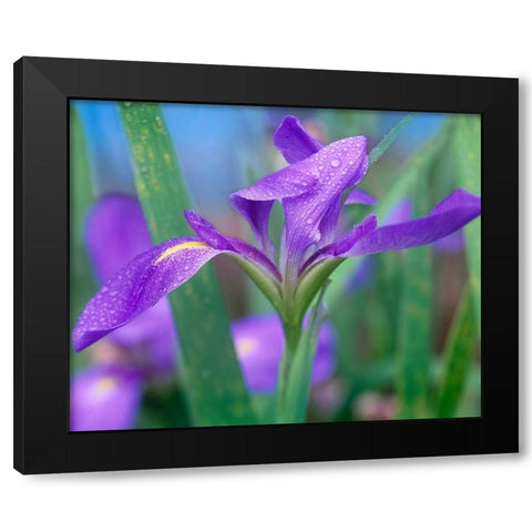 Blue Flag Iris Black Modern Wood Framed Art Print with Double Matting by Fitzharris, Tim