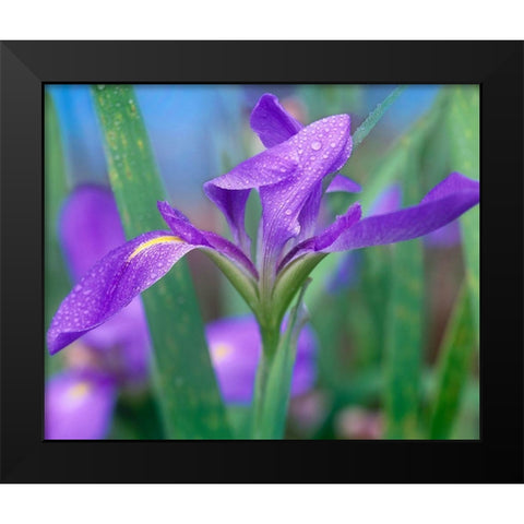 Blue Flag Iris Black Modern Wood Framed Art Print by Fitzharris, Tim