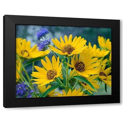 Maximillian Sunflowers Black Modern Wood Framed Art Print with Double Matting by Fitzharris, Tim