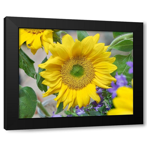 Sunflowers Black Modern Wood Framed Art Print with Double Matting by Fitzharris, Tim