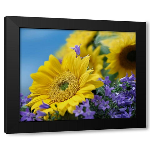 Sunflowers and Campanula Black Modern Wood Framed Art Print with Double Matting by Fitzharris, Tim