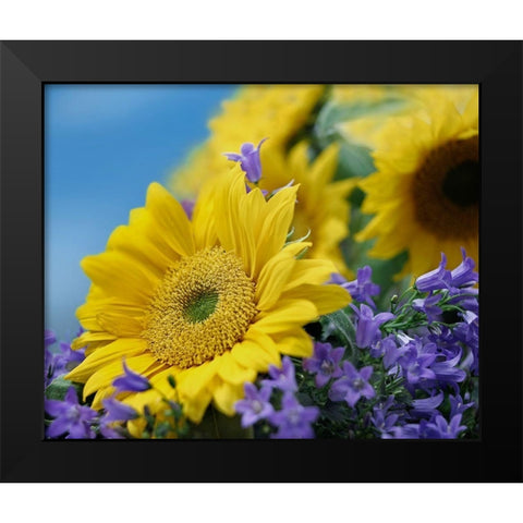 Sunflowers and Campanula Black Modern Wood Framed Art Print by Fitzharris, Tim