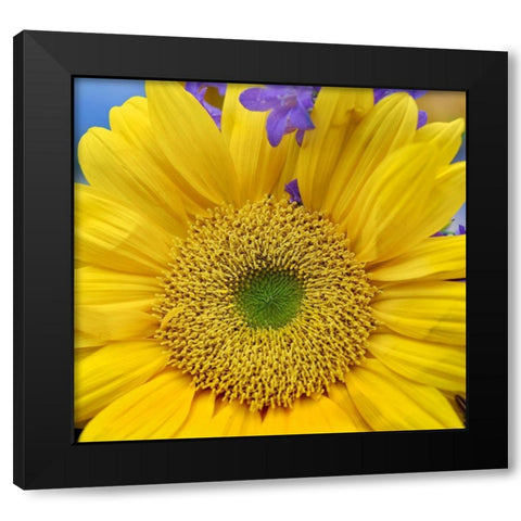 Sunflowers  Black Modern Wood Framed Art Print with Double Matting by Fitzharris, Tim