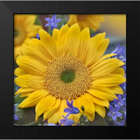 Sunflowers  Black Modern Wood Framed Art Print by Fitzharris, Tim