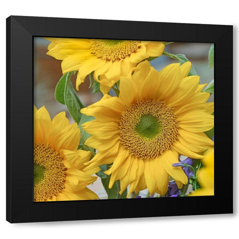 Sunflowers Black Modern Wood Framed Art Print with Double Matting by Fitzharris, Tim