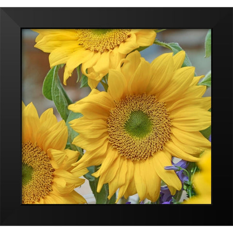 Sunflowers Black Modern Wood Framed Art Print by Fitzharris, Tim