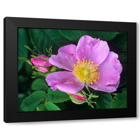 Wild Rose Black Modern Wood Framed Art Print by Fitzharris, Tim