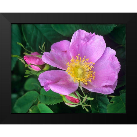 Wild Rose Black Modern Wood Framed Art Print by Fitzharris, Tim