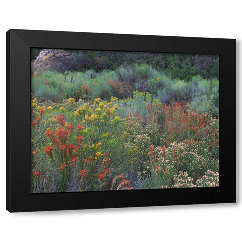 Indian Paintbrushes and Chamisas Black Modern Wood Framed Art Print with Double Matting by Fitzharris, Tim