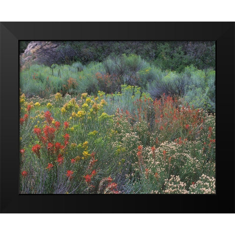 Indian Paintbrushes and Chamisas Black Modern Wood Framed Art Print by Fitzharris, Tim