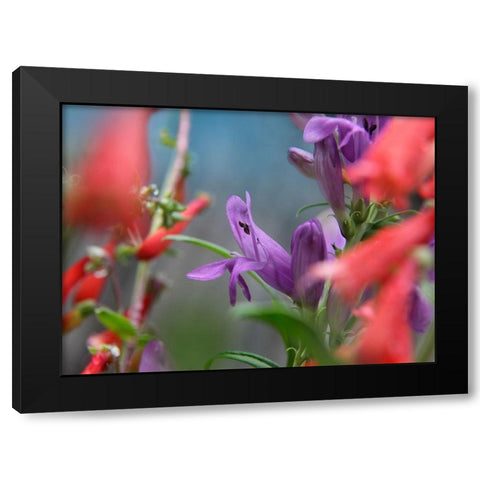 Rocky Mountain and Firecracker Penstemons Black Modern Wood Framed Art Print with Double Matting by Fitzharris, Tim